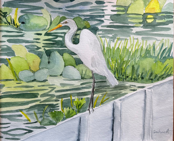 Egret by Pond in Florida
