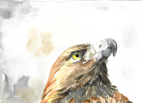 Eagle