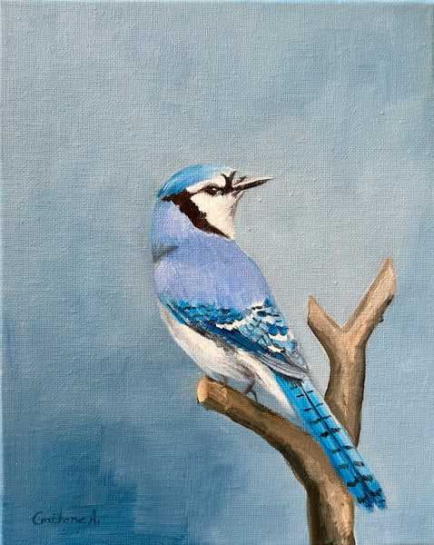 Blue Jay